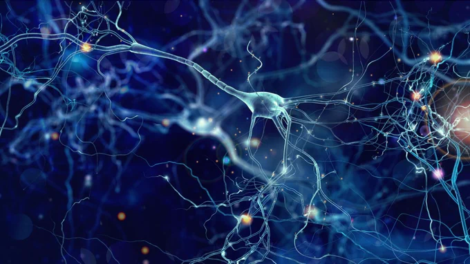 Stock de neurones