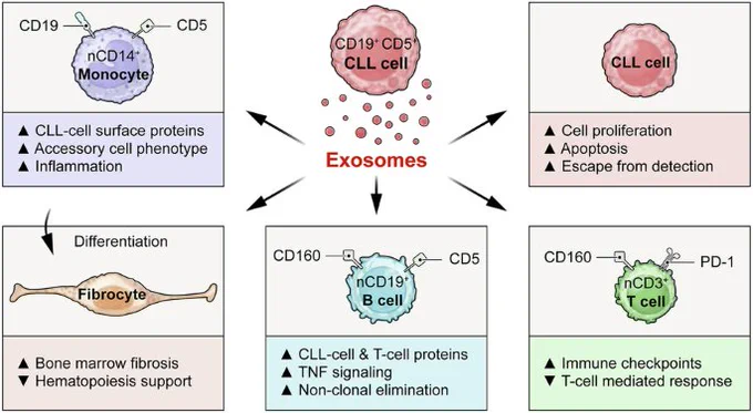 The causes of immune suppression, neutropenia, and anemia in CLL remain unclear. We found that exosomes derived from CLL cells – taken up by healthy monocytes, fibrocytes, and lymphocytes – alter gene/protein expression and suppress normal blood cell formation. These exosomes reprogram monocytes to mimic CLL-supportive cells, upregulate immune checkpoint proteins in T cells, and induce apoptosis and CD5 expression in normal B cells. RNA profiling showed that CLL exosomes carry RNAs promoting apoptosis, metabolism, proliferation, and PI3K–mTOR signaling. They also inhibit hematopoietic progenitor cell growth and impair monocyte-derived fibrocyte support. Our findings suggest CLL exosomes actively disrupt immune and hematopoietic function, contributing to disease progression.