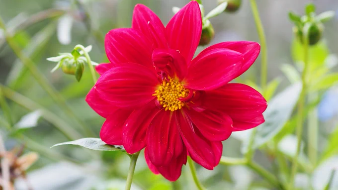 A scarlet red daisy type dahlia with a yellow cushion of pollen at its center. Some buds are visible behind it, and stems and leaves in a bright  green tones are seen in blurred layers make up the background.