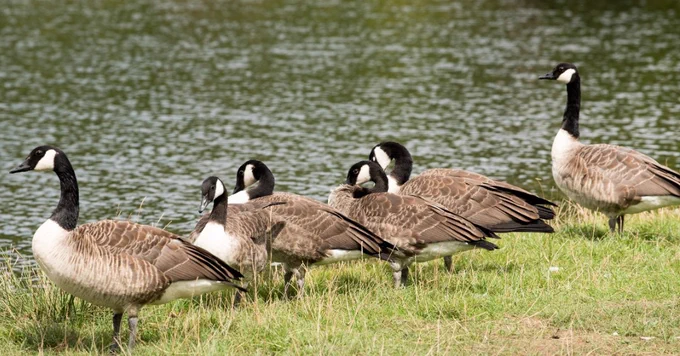 Cofiwch fod ein hachlysur codi sbwriel yn cael ei gynnal yfory (dydd Sul 19 Mai) am 11am. Croeso i bawb – dewch i helpu i gadw ein parc gwledig yn lân.