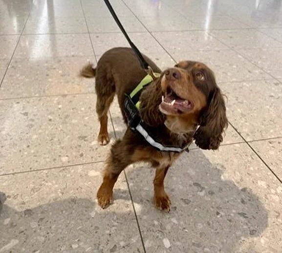 Rolo is a retired border force detector dog who found drugs, explosives, and cash at Heathrow, keeping our airports safe. Rolo sadly had to retire due to suffering from epilepsy, and the NFRSA supports him with his monthly medications. 

Border Force; Rolo; cocker spaniel; GSD; detector dog; retired service animal; service animal; working dog; working dogs; border security; search dog; sniffer dog;
