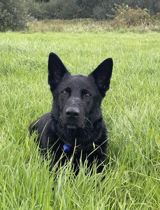 Retired police dog Lenny served with Devon and Cornwall Police for 7 years before retiring in 2024. Lenny was an old-fashioned police dog, he worked hard and never gave up. His protection of his handlers was unquestioned, and his nose and scent work legendary. He saved the life of his handler more than once. Lenny who is pictured here in the lovely long grass, passed away in March 2025, and the NFRSA paid his final vets bill in full. Rest in peace Lenny, thank you for your service.

Devon and Cornwall Police; German Shepherd; GSD; Police dog; retired service animal; service animal; working dog; working dogs; charity; rip; rest in peace; thank you for your service.