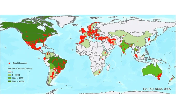 This is figure 2, which shows the distribution and number of roadkill records per country. 