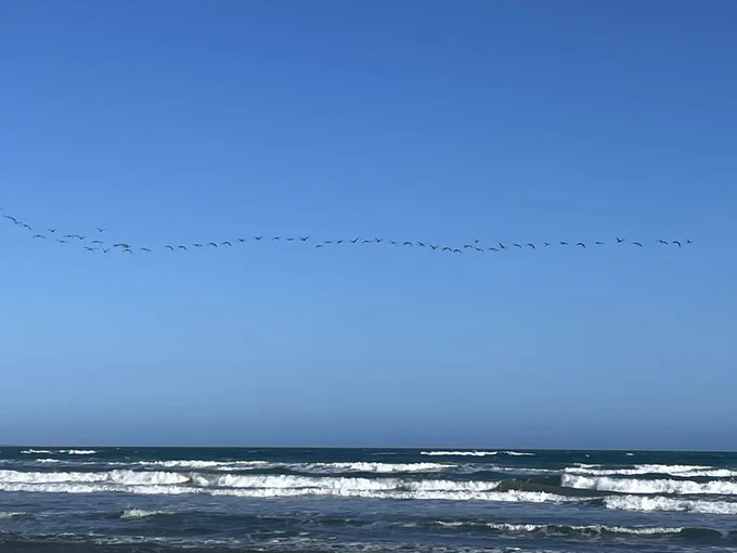 Birds flying in line above sea