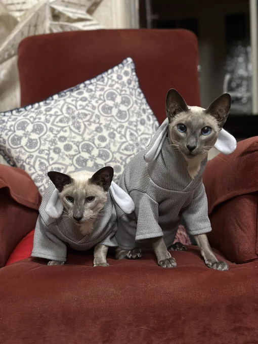 Two blue point Siamese cats sitting on a red lounge chair. They are wearing grey bunny costumes. The one on the left appears highly unimpressed and is likely plotting escape. The one on the right seems mildly stunned that they were tricked into a costume again