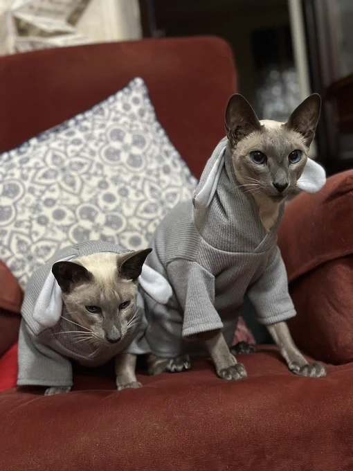 Resigned to their fate, two Siamese cats sitting on a red lounge chair whilst wearing grey bunny costumes