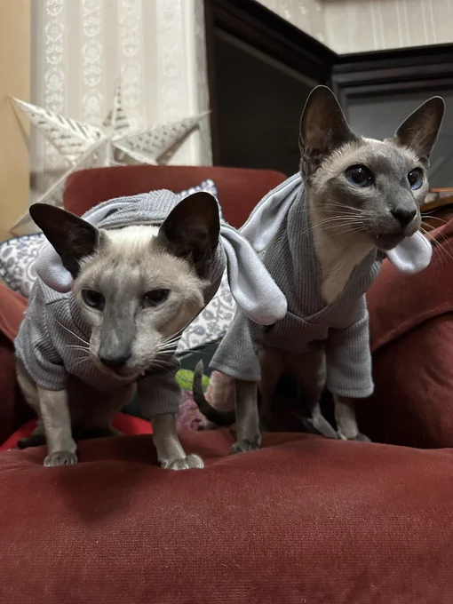 Two Siamese cats attempting to flee the red lounge chair on which they have been seated for a photoshoot in their grey bunny costumes