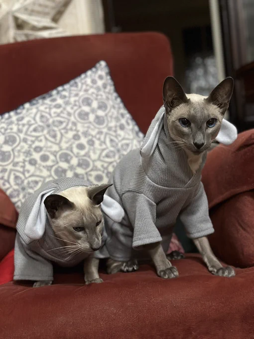 Two blue point Siamese cats sitting on a red lounge chair. They both appear unimpressed and are wearing grey bunny costumes