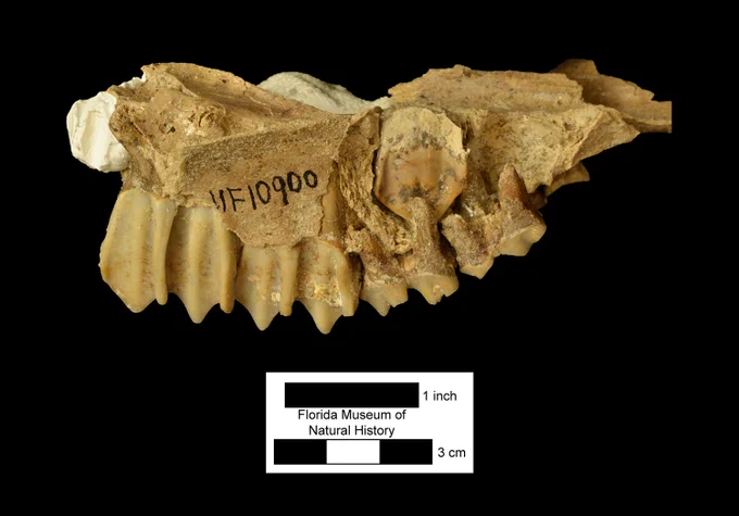 an upper jaw bone set with a row of heavy rectangular molars like from a horse 