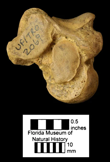 an oblong knobby bone section that is pale brown like a fossil
