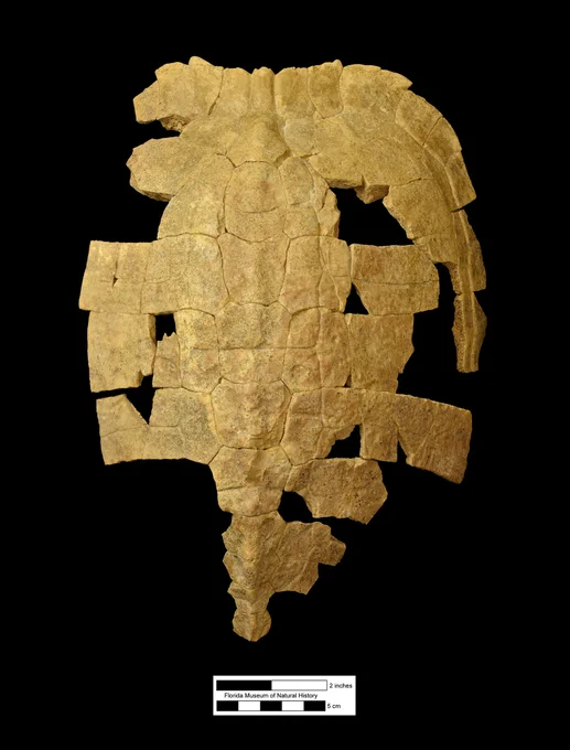 a partially reconstructed turtle shell is made from fragments of brown bone like fossils