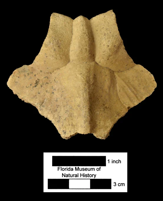 an angular bone had symmetrical triangular wing-like projections on the sides