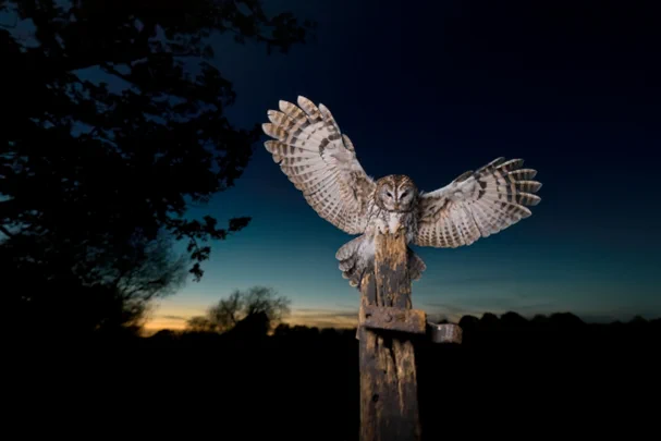 A Barred Owl with wings spread, perched on a wooden post. Barred owls are among the species being targeted with lethal control. Researchers and wildlife managers hotly debate if and when such culling is justified. 

Image credit: Shutterstock/Wirestock Creators.