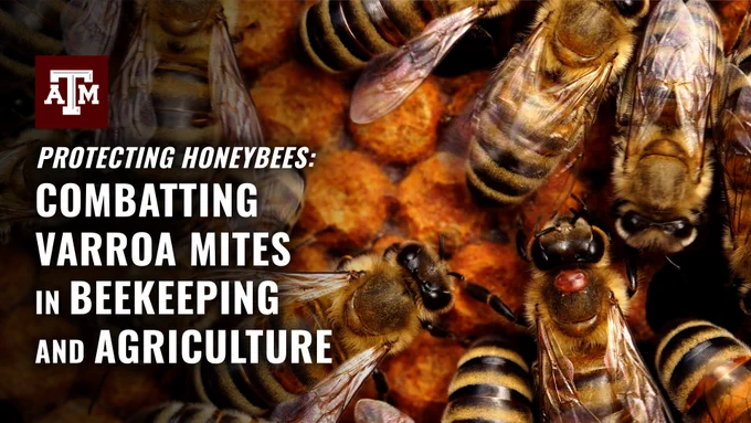 Texas A&M University banner promoting the protection of honeybees and combating Varroa mites in beekeeping and agriculture, featuring multiple bees in close-up view.