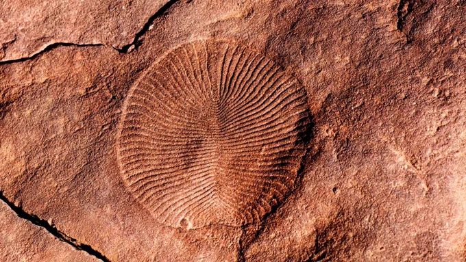 The Ediacaran fossils of South Australia
aso.com.au