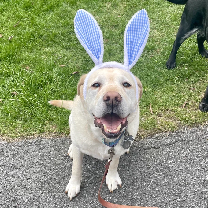 A yellow Labrador retriever wearing blue bunny ears