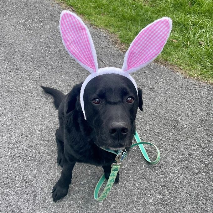 A black Labrador retriever wearing pink bunny ears