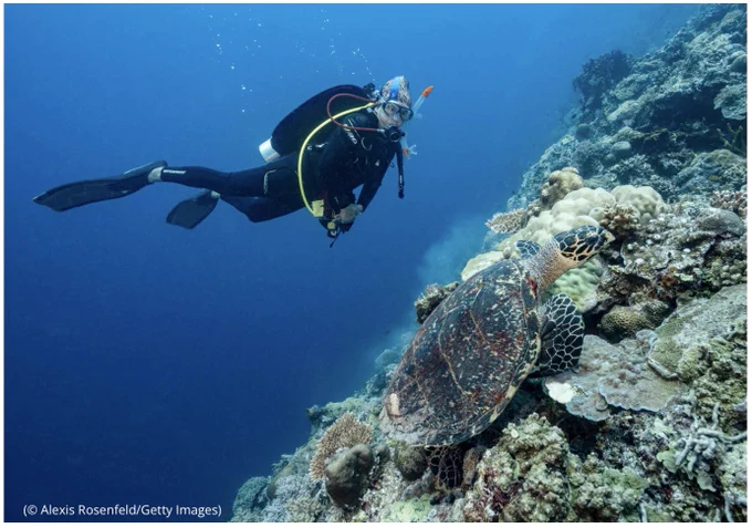 Park manager Angelique Songco watches a hawksbill turtle while diving on Tubbataha reef April 24, 2018, off Palawan, Philippines, in the Sulu Sea. (© Alexis Rosenfeld/Getty Images)