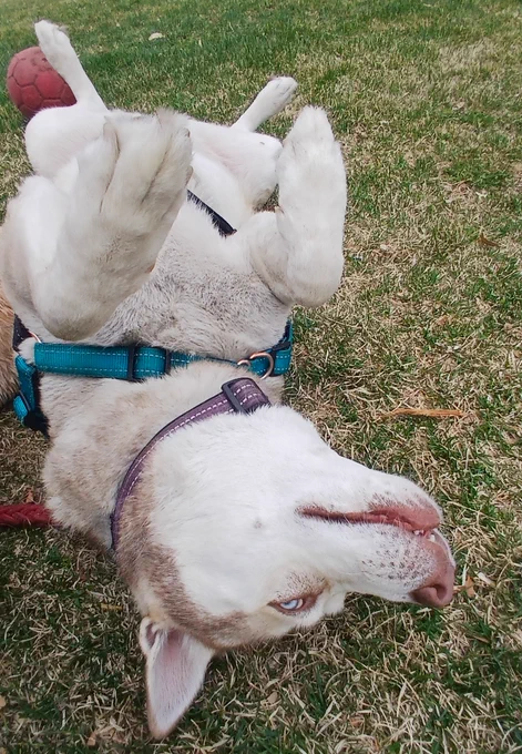 Husky dog laying with her belly up on the grass.