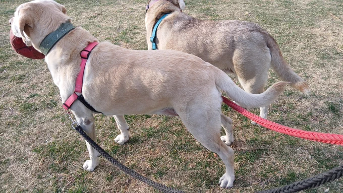 Husky dog and a Labrador dog standing on grass, on leashes.