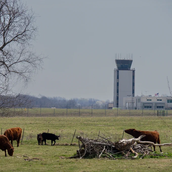 Cows near a flight traffic control tower