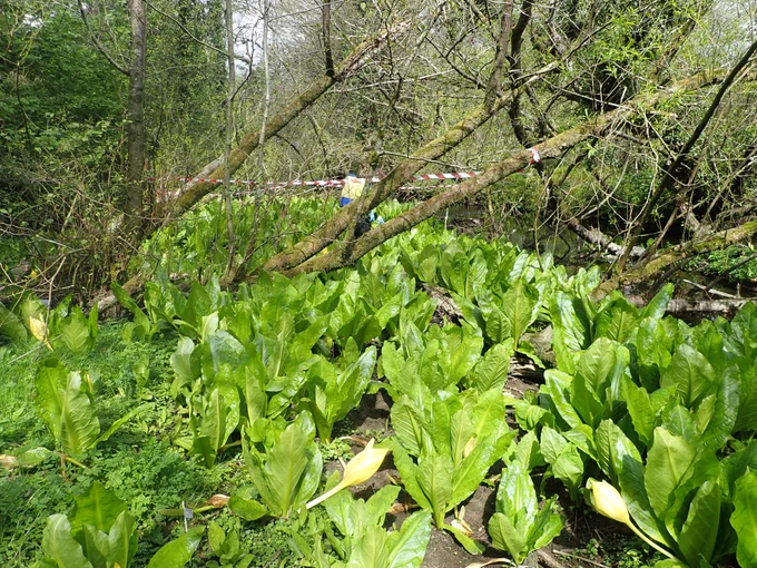 Skunk cabbage Lysichiton americanus in riparian habitat on River Liffey in 2021