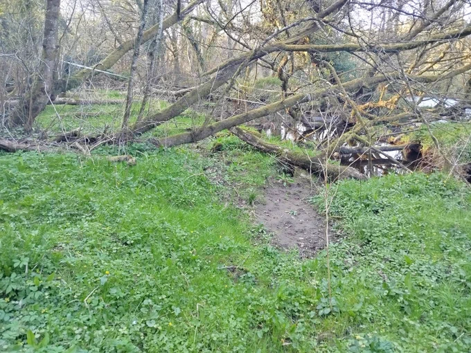 Native plants growing back in 2025 after five years of control of skunk cabbage.