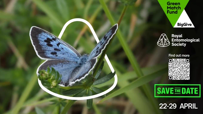 Large blue butterfly (c) David Simcox