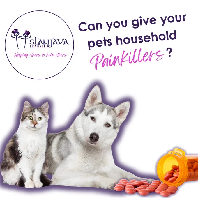 A picture of a dog and cat next to a bottle of medication tablets. Text reads “Can you give your pets household painkillers?”