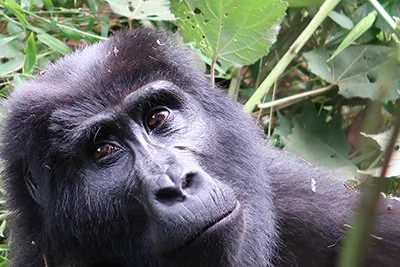 Gorilla in Uganda photographed by human and great ape genome expert Evan Eichler, professor of genome sciences at the University of Washington School of Medicine and a Howard Hughes Medical Institute investigator.
