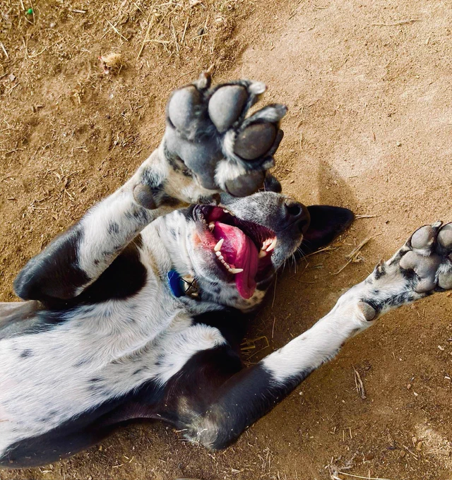 Black-and-white dog laying on the ground with his belly and paws up.