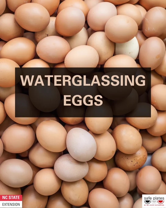 image content:
1/4: Waterglassing eggs
2/4:Waterglassing fresh eggs has been a preservation method since the 1800s. Waterglassing eggs means fresh eggs are preserved whole in raw form with shell intact. With the decrease of egg production between fall and early spring, this was a common practice to increase long term storage of eggs.Today, more effective preservation methods are recommended such as refrigeration and freezing.
3/4:Waterglassing eggs can keep eggs fresh by keeping membranes intact while controlling for humidity and oxidation. Salmonella enteritis could be inside or outside of the egg and may migrate to the yolk of the egg to grow. Below 68ºF, the growth of Salmonella is not rampant and glassing may reduce the potential for migration.
4/4: Even if there is pathogen growth inside the egg, the most important step to reduce your risk of getting sick is cooking the eggs to an internal temperature of 160ºF.