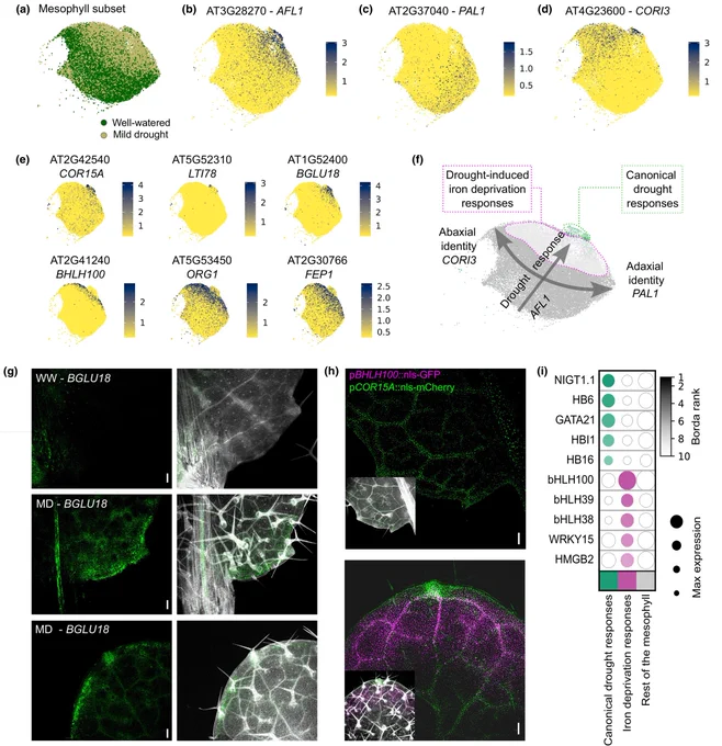 Figure 5: Arabidopsis mesophyll cells display two distinct drought responses. 