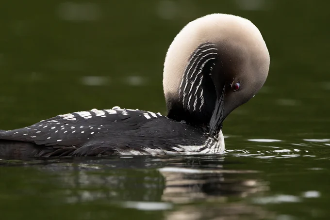 A pacific loon preens its feathers while in/on water.