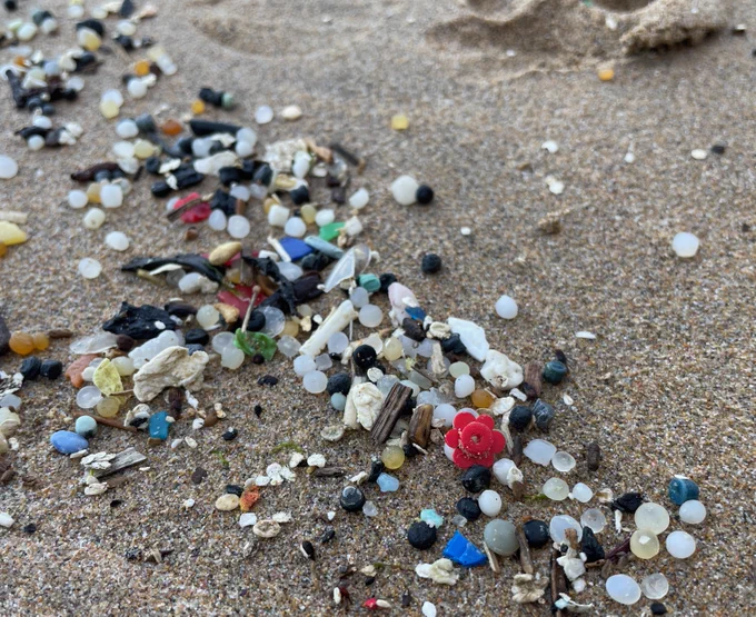 Red Lego flower from the container spill in 1997 among nurdles and microplastics on the strandline 
