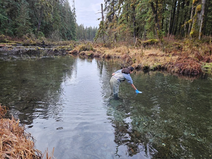 A person in chest waders stands in a pond surrounded by tall woodlands. The person dips a scientific sampling collection device into the water. 