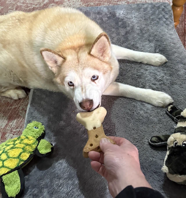 A Husky dog on a dog bed with two dog toys and a person handing her a dog bone.