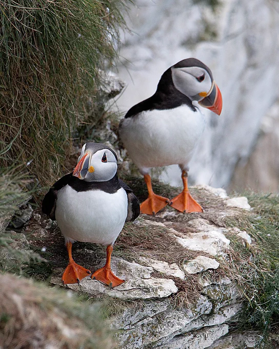 Puffins in East Yorkshire