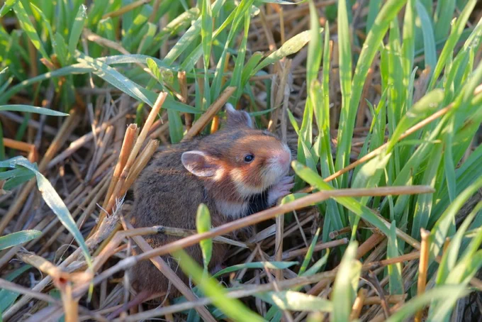 A small hamster nestled in tall green grass during sunlight.