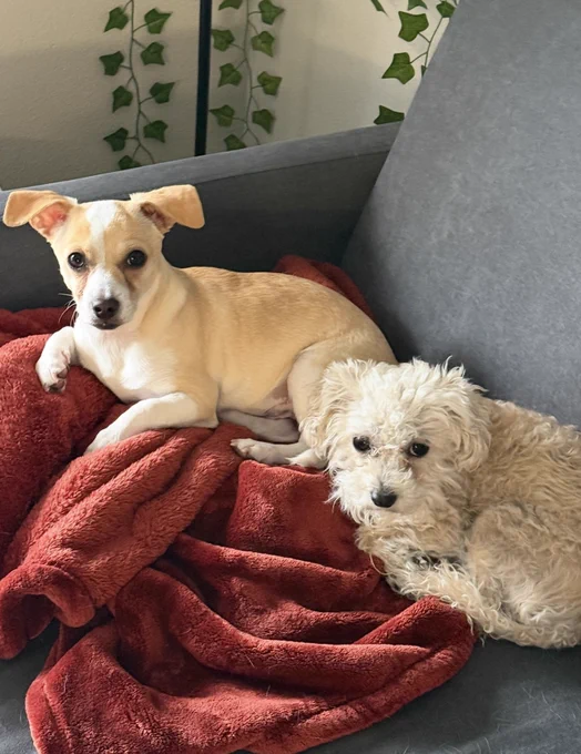 Small white dog and a small tan dog laying on a red blanket on a couch.
