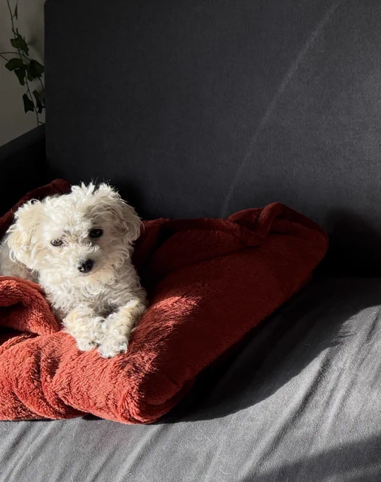 Small white dog laying on a red blanket on a couch.
