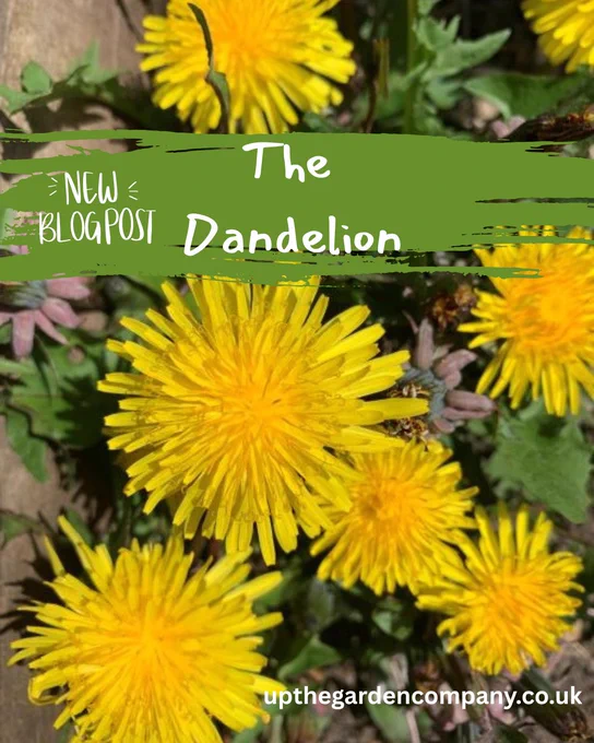 The Dandelion.  