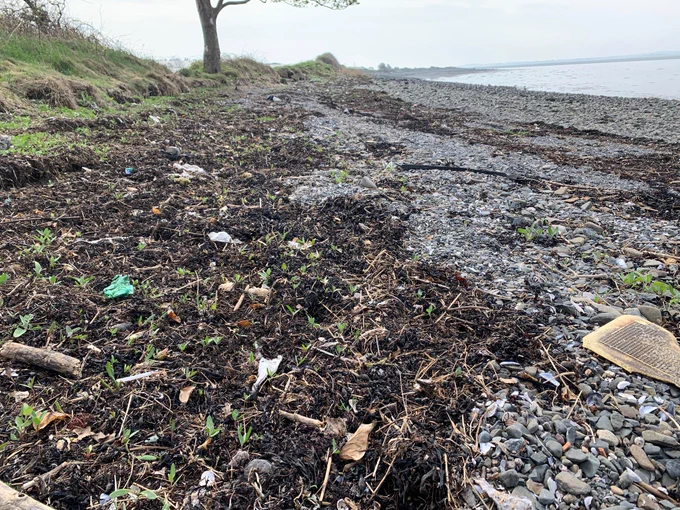 Litter strewn along the bay at Cunningburn 