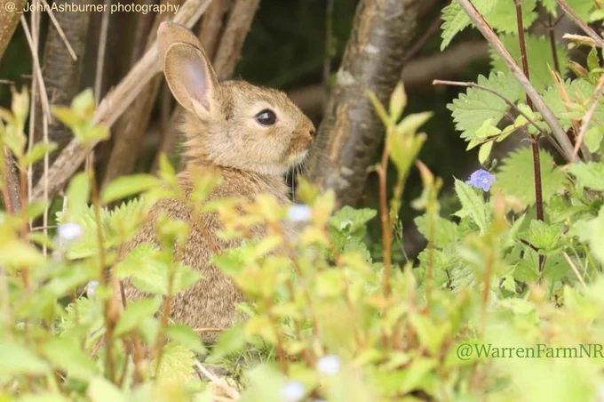 A Rabbit among wildflowers & hedgerow at #WarrenFarmNR