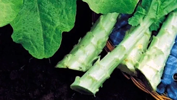 The fleshy stalks of Celtuce or Asparagus Lettuce has similar texture and taste to asparagus, and is used alone as a steamed vegetarian side dish accompanied by sauces, mayonnaise, or butter, or sliced and diced into various Asian recipes. Learn more at the link.🌿 Copyright ©1999, 2002, 2025 by Dolezal & Associates. All Rights Reserved. grownbyyou.com