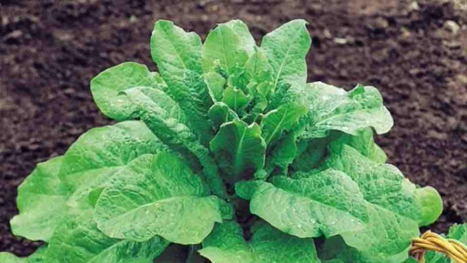 From a round- and mounded-sprout, Celtuce or Asparagus Lettuce quickly begins extending a stout, fleshy stalk. Harvest greens from the stalk as it grows for use in salads or wraps, then cut off the stalks and strip them of leaves to use as one would asparagus, raw or cooked as a vegetarian side dish or ingredient in stir-fry recipes.🌿 Copyright ©1999, 2002, 2025 by Dolezal & Associates. All Rights Reserved. grownbyyou.com
