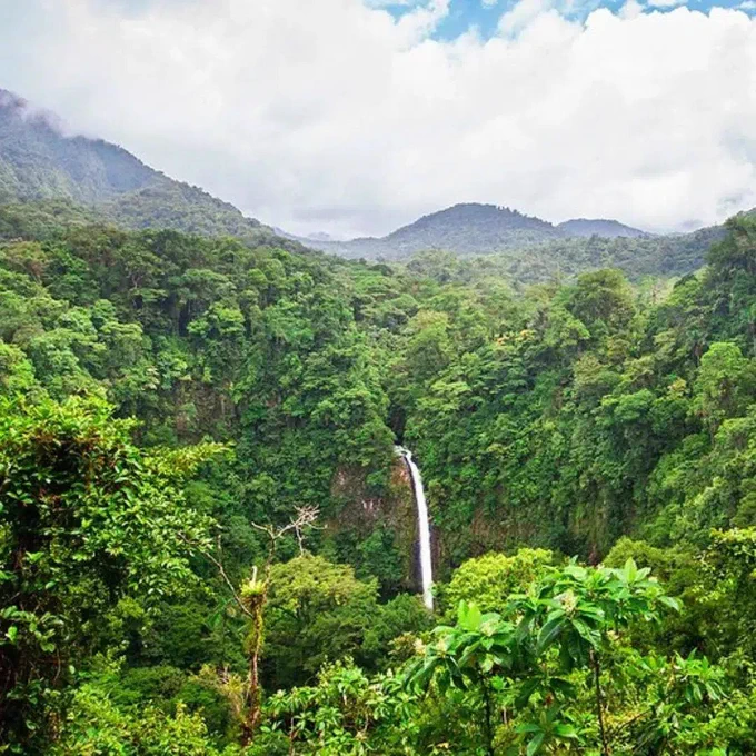 lush rainforest in Costa Rica
