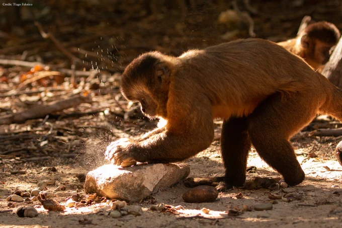 Adult male capuchin monkey using stone tool to crack open Cashew nuts