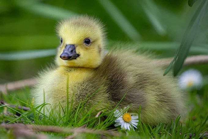 A photo of a duckling