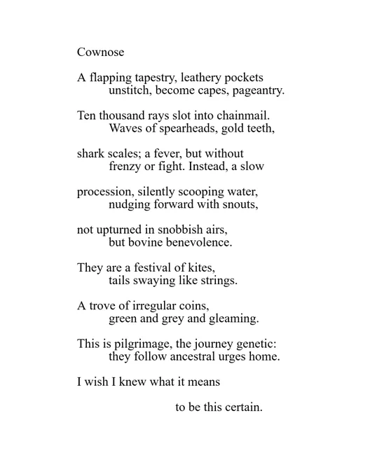 Cownose 

A flapping tapestry, leathery pockets 
          unstitch, become capes, pageantry.  

Ten thousand rays slot into chainmail. 
          Waves of spearheads, gold teeth, 

shark scales; a fever, but without 
          frenzy or fight. Instead, a slow 

procession, silently scooping water, 
          nudging forward with snouts, 

not upturned in snobbish airs, 
          but bovine benevolence. 

They are a festival of kites, 
          tails swaying like strings. 

A trove of irregular coins, 
          green and grey and gleaming. 

This is pilgrimage, the journey genetic: 
          they follow ancestral urges home. 

I wish I knew what it means 

                               to be this certain.
